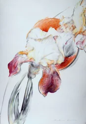 Iris - Compositie IV